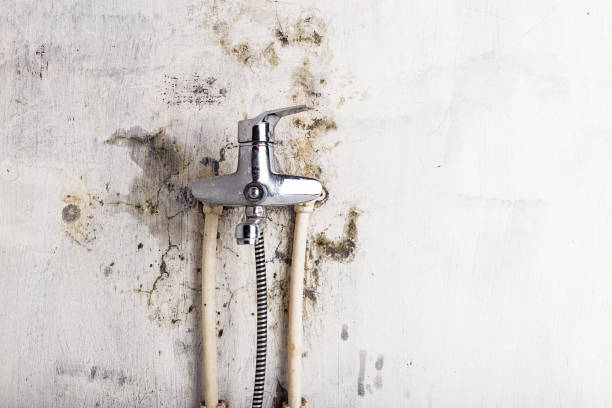  Houston, MO Mold Removal Pros