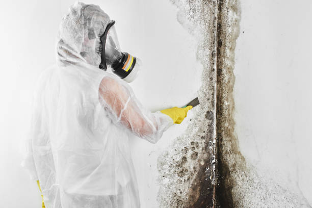 Best Kitchen Mold Remediation in Houston, MO