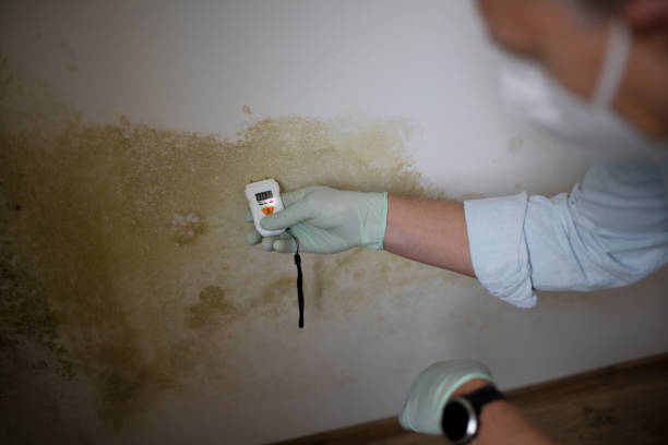 Best Mold Remediation for Specific Building Types in Houston, MO