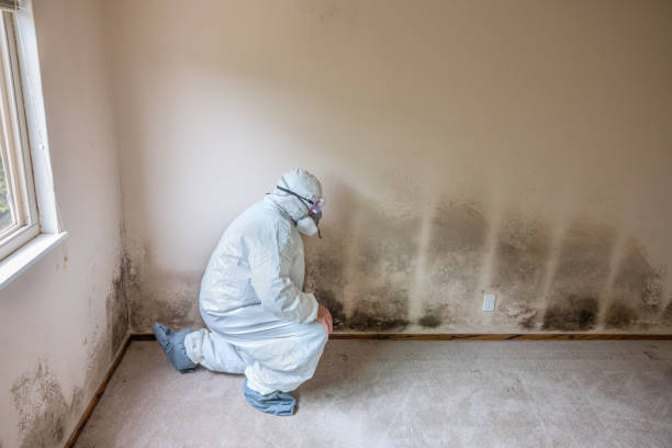 Best Industrial Mold Remediation in Houston, MO