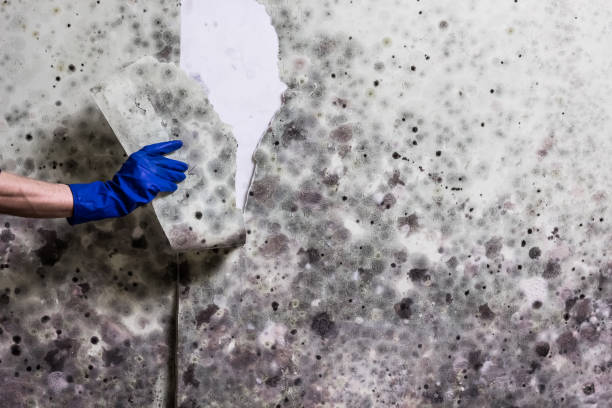 Reliable Houston, MO Mold Remediation Solutions