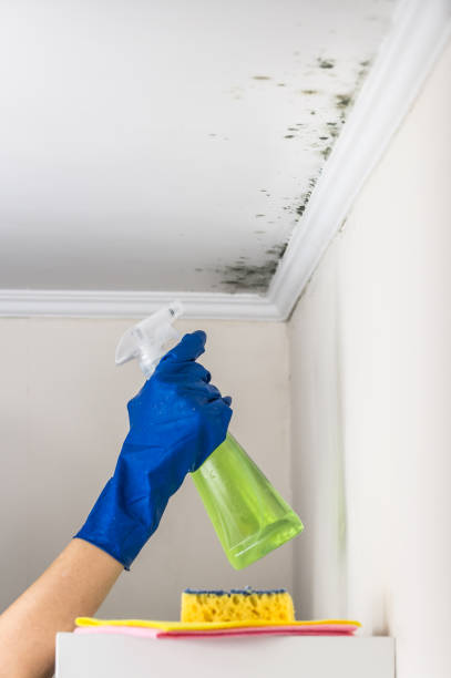 Best HVAC Mold Remediation in Houston, MO