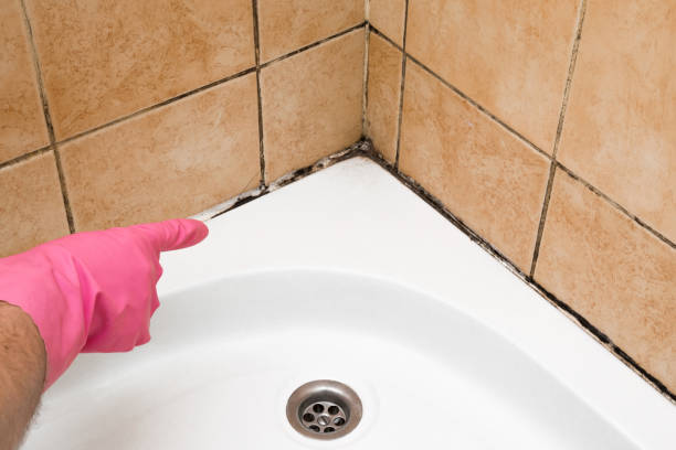Best Post-Flood Mold Remediation in Houston, MO