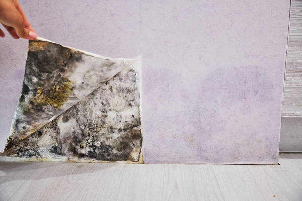Best Mold Testing and Inspection Services in Houston, MO